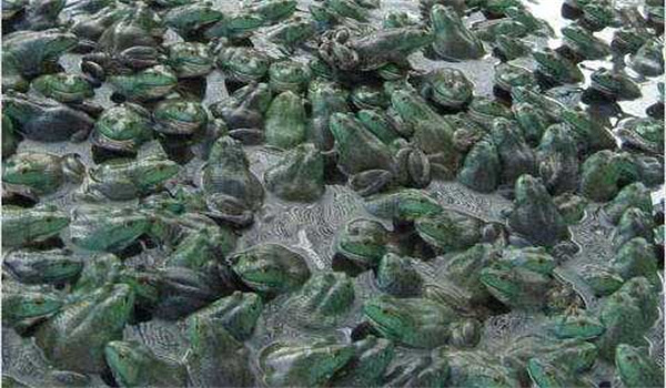 牛蛙引種需要注意哪幾個方面