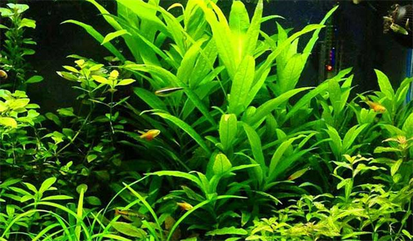 熱帶水草的種類(lèi)