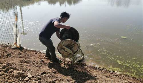 水產品使用高鐵酸鉀的注意事項