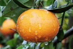 沃柑幾月份成熟上市，一畝地種多少棵沃柑苗