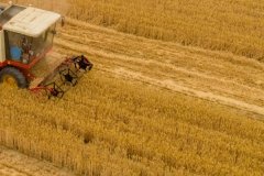 農(nóng)歷芒種的氣候有哪些特點(diǎn)，芒種幾天收麥子？