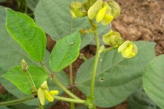 綠豆生長周期是多少天？綠豆的生長過程簡介