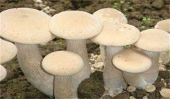 食用菌有哪些營(yíng)養(yǎng)類型:腐生性、共生性、寄生性