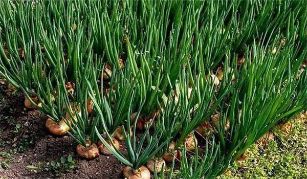 洋蔥施肥技術(shù)要點