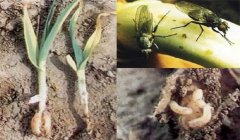 大蔥生蛆是什么原因?qū)е碌?，如何防治大蔥生蛆