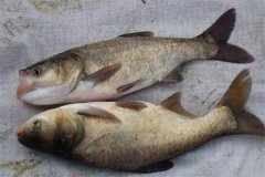 鳙魚(yú)和鰱魚(yú)的區(qū)別，鳙魚(yú)和鰱魚(yú)如何搭配放養(yǎng)