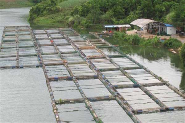 怎樣用小網(wǎng)箱養(yǎng)殖羅非魚(yú)