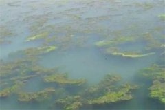 龍蝦池塘中的青苔怎么處理，怎么快速清除干凈