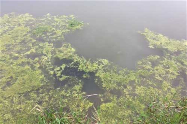 龍蝦死亡會漂浮水面嗎？