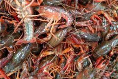 小龍蝦軟殼還能不能吃，是什么原因造成的？