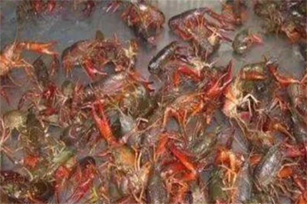 小龍蝦幼苗吃什么食物