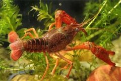 養(yǎng)龍蝦用什么飼料最好 養(yǎng)殖龍蝦需要注意什么？
