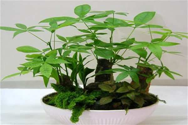 發(fā)財(cái)樹(shù)的生長(zhǎng)習(xí)性