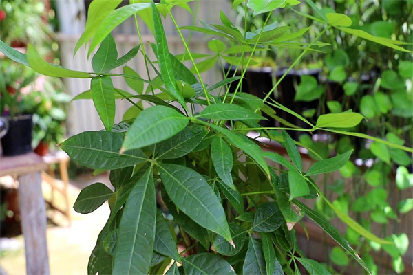 發(fā)財(cái)樹(shù)多長(zhǎng)時(shí)間澆一次水