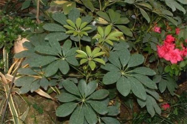 發(fā)財(cái)樹(shù)的澆水方法