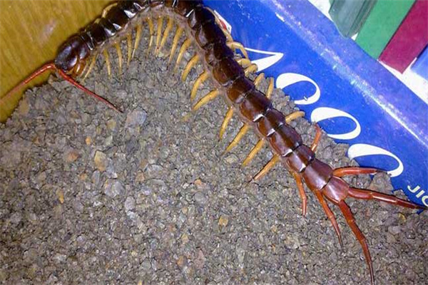 室內蜈蚣有毒嗎