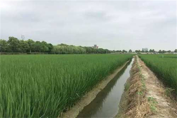 如何開(kāi)挖魚溝、魚溜