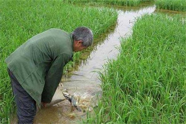開(kāi)挖進(jìn)、排水溝及安裝攔魚設(shè)備