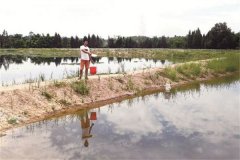 團(tuán)頭魴魚種培育池的日常管理工作有哪些？