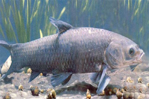 青魚催產(chǎn)劑的種類、劑量和注射方法