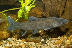 我國淡水魚類主要包括哪些品種？