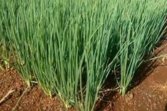 大蔥的品種有哪些，什么時(shí)間種植、怎樣種植