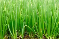 大蔥干尖是什么原因造成的，用什么藥劑防治？