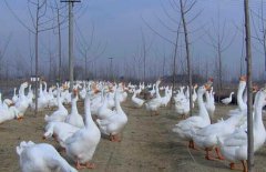 皖西白鵝養(yǎng)殖場(chǎng)地如何選擇、如何飼養(yǎng)與管理？