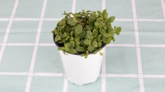 薄荷盆栽可以放臥室嗎？盆栽薄荷怎么養(yǎng)