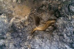 泥鰍不吃東西能活多久，對(duì)生存環(huán)境有哪些要求