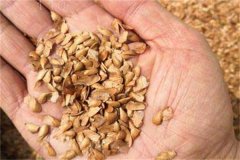 香椿種子的催芽方法，香椿如何育苗？