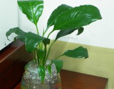 常見的水培花卉有哪些 水培花卉需注意什么？