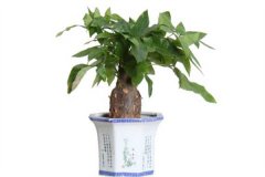 發(fā)財樹會開花嗎？發(fā)財樹開花是什么預兆