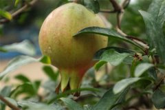 石榴籽能種出來石榴樹嗎？石榴種子怎么種？