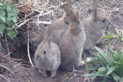 野兔一年繁殖幾窩，能和家兔雜交能生小兔嗎？