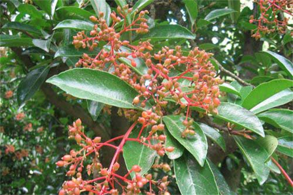 珊瑚樹的生態(tài)習性、栽培管理與園林用途