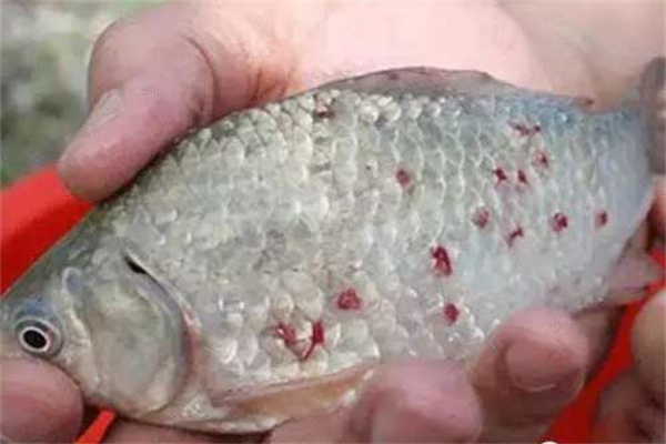 鱖魚(yú)錨頭鳋病的癥狀