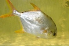 淡水鯧的形態(tài)特征、食性與生長規(guī)律