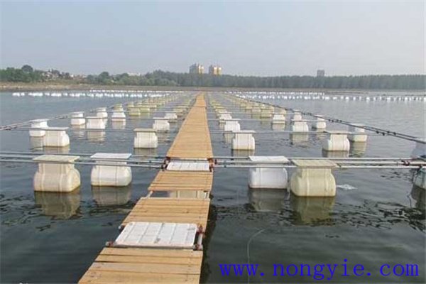 網(wǎng)箱養(yǎng)鱖魚網(wǎng)箱、網(wǎng)目大小和放養(yǎng)密度