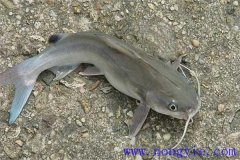 池塘單養(yǎng)革胡子鯰有什么具體要求？