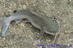 革胡子鯰的形態(tài)特征、生活習(xí)性與食性特征