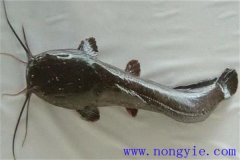 革胡子鯰怎么養(yǎng)殖，它有哪幾種養(yǎng)殖方式