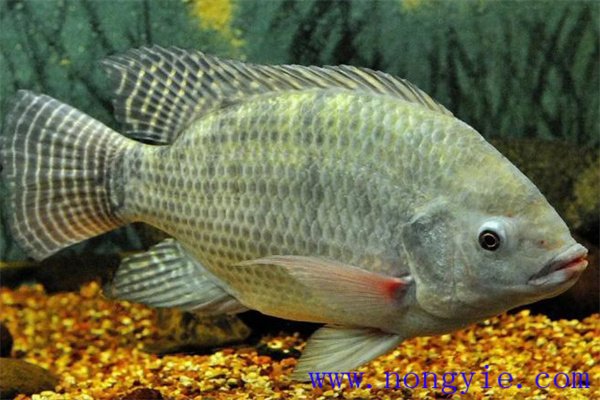 奧尼羅非魚飼養(yǎng)管理、人工投餌