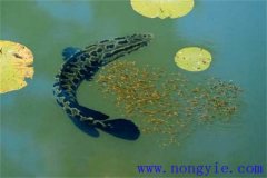 烏魚的產(chǎn)卵季節(jié)、成熟年齡、懷卵量與產(chǎn)卵量