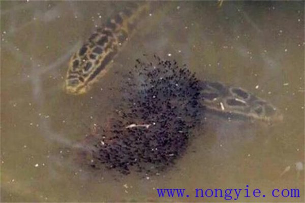 烏魚的懷卵量、產(chǎn)卵量