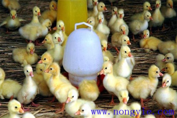 鵝出殼后多長時間喂水