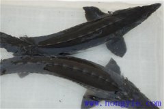 俄羅斯鱘魚常見病害有哪些，如何防治？