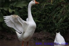 大白鵝能長多少斤，養(yǎng)殖白鵝如何選擇場(chǎng)地