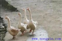 母鵝拔毛注意事項(xiàng) 母鵝拔毛后幾天能下蛋？