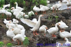 四季鵝的品種特點，四季鵝怎樣繁殖和喂養(yǎng)？